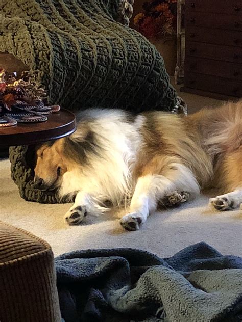 rough collie dog sleeping.